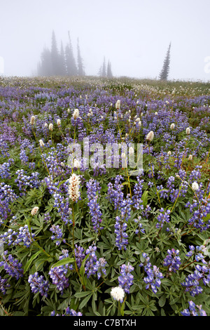 Field of lupine in fog, Edith Creek Basin, Paradise, Mount Rainier National Park, Washington, USA Stock Photo