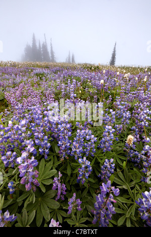 Field of lupine in fog, Edith Creek Basin, Paradise, Mount Rainier National Park, Washington, USA Stock Photo