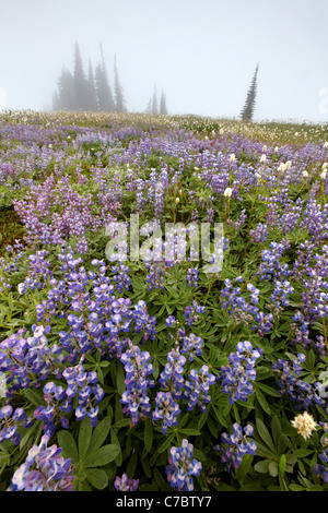 Field of lupine in fog, Edith Creek Basin, Paradise, Mount Rainier National Park, Washington, USA Stock Photo