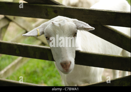 British Saanen adult neuttered male goat wether with his head through a 5 bar gate Stock Photo