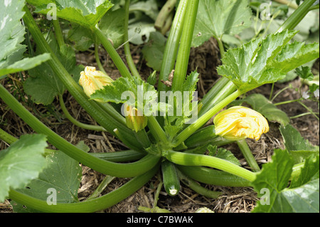 Flowers and fuit on a courgette plant, Devon Stock Photo