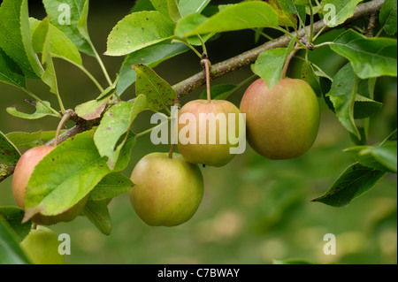 Ripening fruit on an apple tree variety Golden Delicious Stock Photo