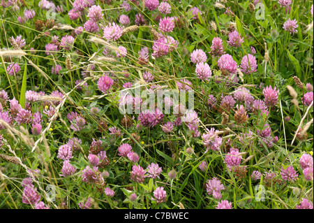 Red clover (Trifolium pratense) flowering plants at Chesil Beach on the Dorset Coast Stock Photo