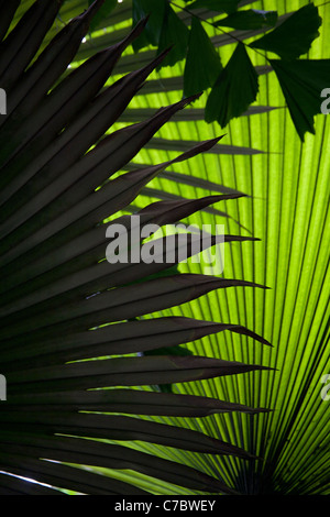 King Thai Palm, Elephant Palm, White Elephant Palm, Kerriodoxa elegans
