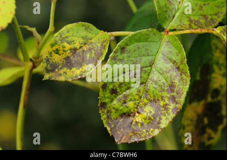 Black spot (Diplocarpon rosae) infection on rose leaves Stock Photo