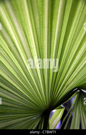 King Thai Palm, Elephant Palm, White Elephant Palm, Kerriodoxa elegans
