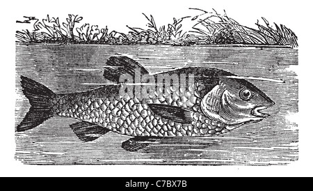 Leuciscus cephalus or Round chub or Fat chub or pollard, vintage engraved illustration. Trousset encyclopedia (1886 - 1891). Stock Photo