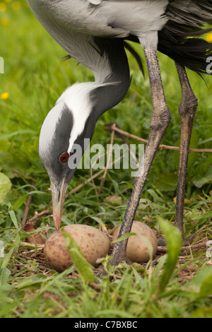 Demoiselle Crane (Anthropoides virgo). Female standing over nest, re-arranging and turning clutch of two eggs. Stock Photo