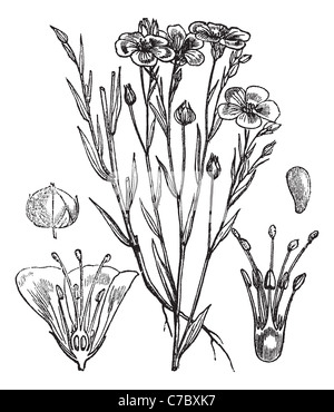 Common flax or Linseed or Linum usitatissimum vintage engraved illustration. Trousset encyclopedia (1886 - 1891). Stock Photo