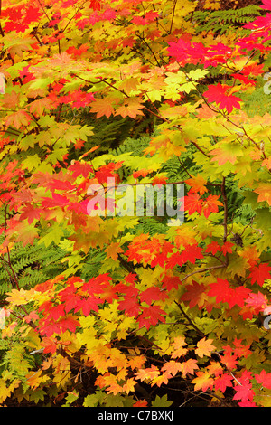Fall colored vine maple, Stevens Canyon, Mount Rainier National Park, Washington, USA