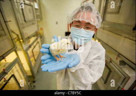 Scientist conducting an experiment on chicks in a laboratory Stock ...