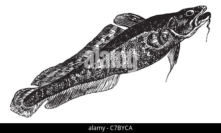 Burbot or Lota lota, the lawyer, vintage engraving. Old engraved illustration of Burbot isolated on a white background. Stock Photo