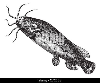 Electric catfish or Raash, vintage engraving. Old engraved illustration of Electric catfish isolated on a white background. Stock Photo