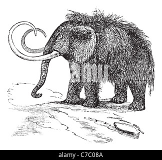 Woolly mammoth or Mammuthus primigenius or Elephas primigenius, vintage engraving. Old engraved illustration of Woolly mammoth. Stock Photo