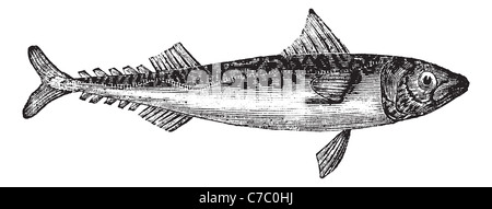 Atlantic mackerel or Mackerel, vintage engraving. Old engraved illustration of Atlantic mackerel isolated on a white background. Stock Photo