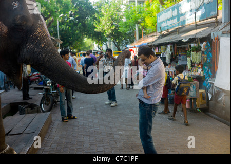 A man receiving a blessing by an elephant in front of a temple in Puducherry (Pondicherry), Tamil Nadu, India. Stock Photo