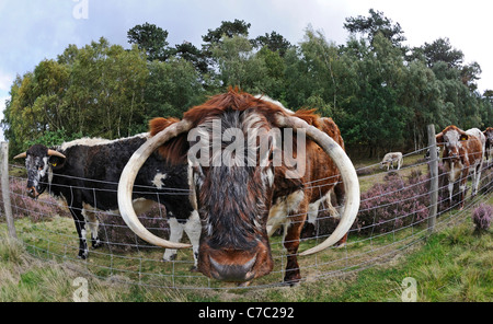 Sherwood Forest Horn Sherwood Forest Horn