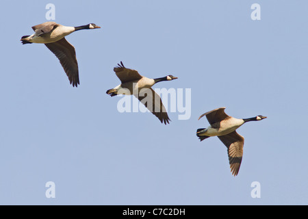 Flying Canada Geese Stock Photo