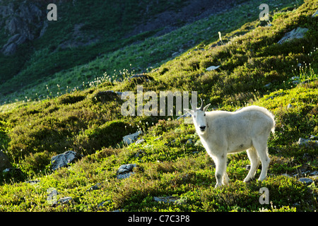 Mountain goat in 11 Bull Basin, Bailey Range, Olympic Mountains, Olympic National Park, Washington Stock Photo