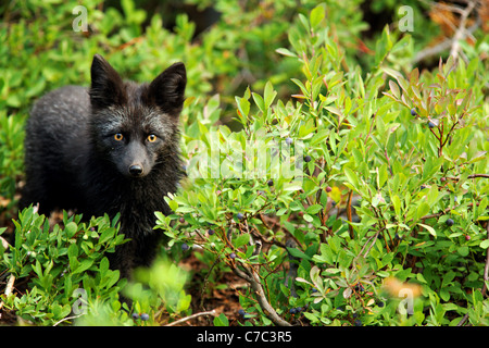 Black fox (dark phase of red fox) standing in huckleberry, Paradise Valley, Mount Rainier National Park, Washington, USA Stock Photo