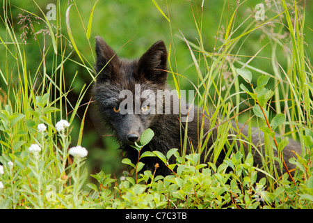 Black fox (dark phase of red fox) standing in huckleberry, Paradise Valley, Mount Rainier National Park, Washington, USA Stock Photo