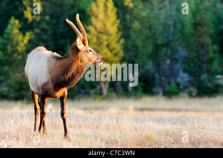 Immature male elk standing in meadow at Madison River Valley in autumn, Yellowstone National Park, Wyoming, USA Stock Photo