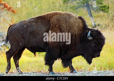 Male bison walking along gravel road shoulder with autumn foliage, Yellowstone National Park, Wyoming, USA Stock Photo