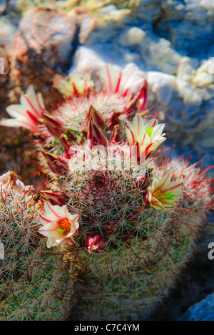 Cactaceae, Mammillaria dioica, Fish-hook Cactus, Alan King