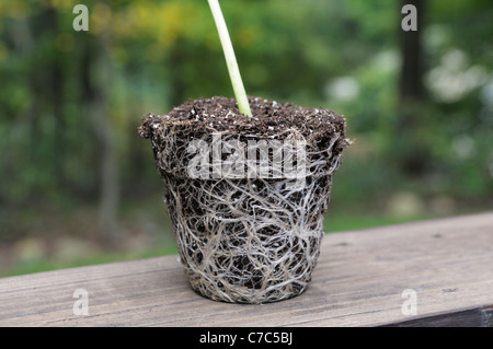 Root ball from sunflower plant, Helianthus annuus Stock Photo