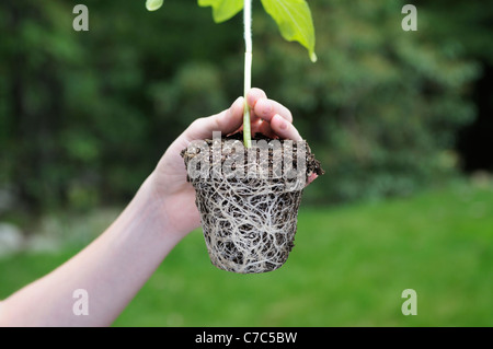 Boy holding a root ball from sunflower plant, Helianthus annuus Stock Photo