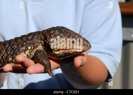 girl holding a pine-cone lizard or bob-tailed skink, Bungalow Bay, Horseshoe Bay, Magnetic Island, Queensland, Australia Stock Photo