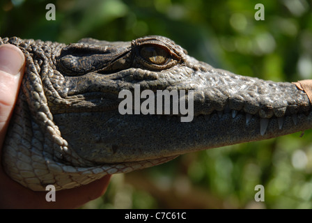 holding a crocodile, Bungalow Bay, Horseshoe Bay, Magnetic Island, Queensland, Australia Stock Photo