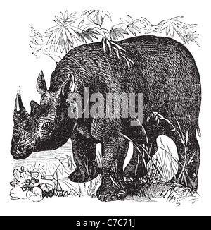 Black Rhinoceros or Diceros bicornis, vintage engraving. Old engraved illustration of Black Rhinoceros in the meadow. Stock Photo