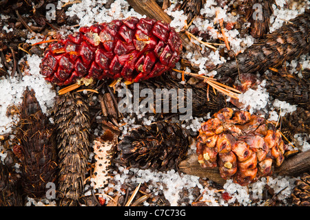 Colorful pine cones in the snow from the ancient bristlecone pine tree Stock Photo