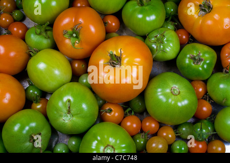 Various Stages of Ripening Tomatoes - Red Green Stock Photo