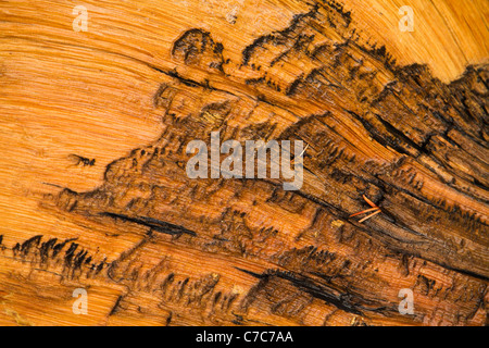 Close up of bark of an ancient bristlecone pine tree in the White Mountains of California/Nevada near Bishop, Califor Stock Photo