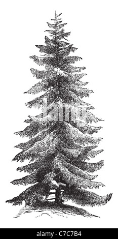 Norway Spruce or Picea abies or European Spruce, vintage engraving. Old engraved illustration of Norway Spruce tree. Stock Photo