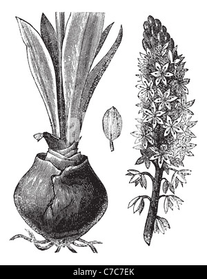 Sea squill (Urginea [scilla] maritima) or Drimia maritima, vintage engraved illustration.Trousset encyclopedia (1886 - 1891). Stock Photo