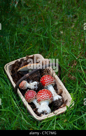 Amanita muscaria. Foraged Fly agaric mushroom in a trug. UK Stock Photo