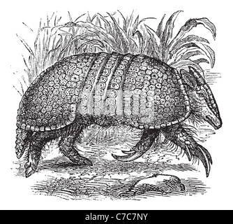 Giant armadillo (Dasypus gigas), vintage engraved illustration. Trousset encyclopedia (1886 - 1891). Stock Photo