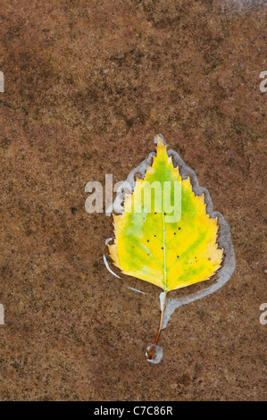 Betula pendular . Silver birch leaf on a wet path Stock Photo
