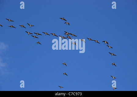 Migrating flock of  Barnacle Geese (Branta leucopsis) flying in V-shape on the sunny blue sky Stock Photo