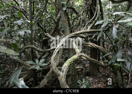 Tangle of lianas in rainforest, Korup, Cameroon. Stock Photo