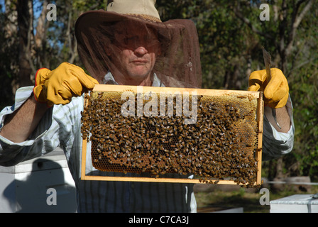 honey bees and bee keeper, Cape Cleveland, Queensland, Australia Stock Photo