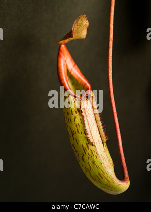 Carnivorous Pitcher Plant Stock Photo