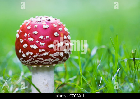 Amanita muscaria. Fly agaric fungus on the edge of a woodland