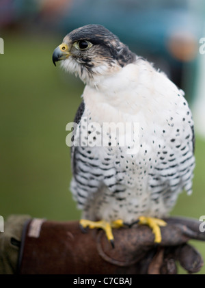 Cheshire Game & Country Fair - Falconry  Falconer: RICHARD NEWTON Bird: White Gyr Falcon x Peregrine Falcon Hybrid Cross Stock Photo