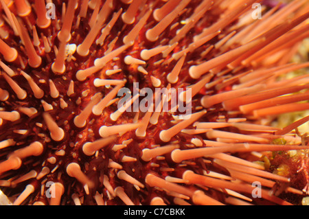Purple sea urchin (Paracentrotus lividus) Stock Photo