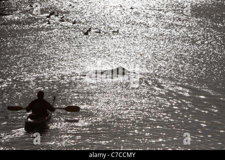 David Walliams swimming at the start of his 140 mile swim of the river Thames in aid of Sport Relief. Stock Photo