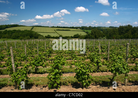 Young grape vines planted at the Chapel Down winery in Tenterden, Kent, England. Stock Photo